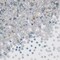 6 Pack Bulk Silver Holographic Party Stars Confetti (0.5 Oz/Pkg)